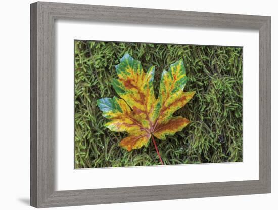 Maple on Moss-Don Paulson-Framed Giclee Print