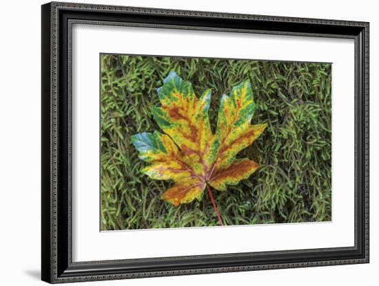 Maple on Moss-Don Paulson-Framed Giclee Print