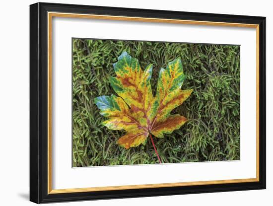 Maple on Moss-Don Paulson-Framed Giclee Print