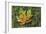 Maple on Moss-Don Paulson-Framed Giclee Print