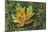 Maple on Moss-Don Paulson-Mounted Giclee Print