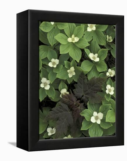 Maple Seedling in Bunchberry, Michigan, USA-Claudia Adams-Framed Premier Image Canvas