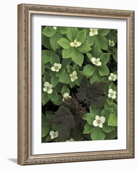 Maple Seedling in Bunchberry, Michigan, USA-Claudia Adams-Framed Photographic Print