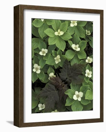 Maple Seedling in Bunchberry, Michigan, USA-Claudia Adams-Framed Photographic Print