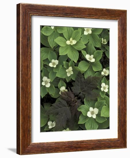 Maple Seedling in Bunchberry, Michigan, USA-Claudia Adams-Framed Photographic Print