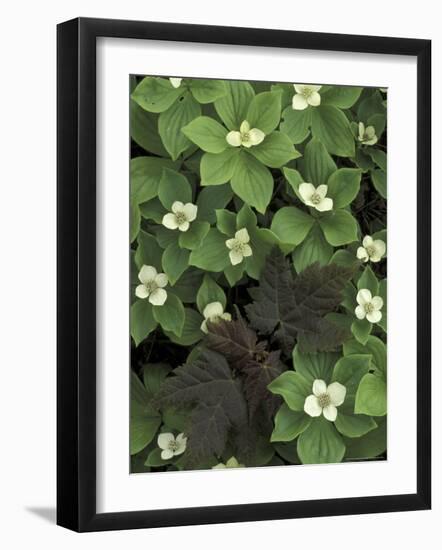 Maple Seedling in Bunchberry, Michigan, USA-Claudia Adams-Framed Photographic Print