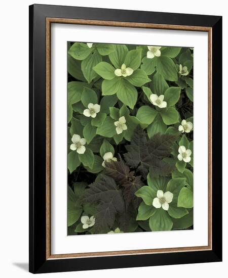 Maple Seedling in Bunchberry, Michigan, USA-Claudia Adams-Framed Photographic Print