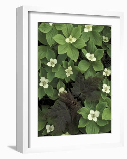 Maple Seedling in Bunchberry, Michigan, USA-Claudia Adams-Framed Photographic Print