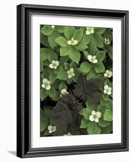 Maple Seedling in Bunchberry, Michigan, USA-Claudia Adams-Framed Photographic Print