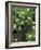 Maple Seedling in Bunchberry, Michigan, USA-Claudia Adams-Framed Photographic Print