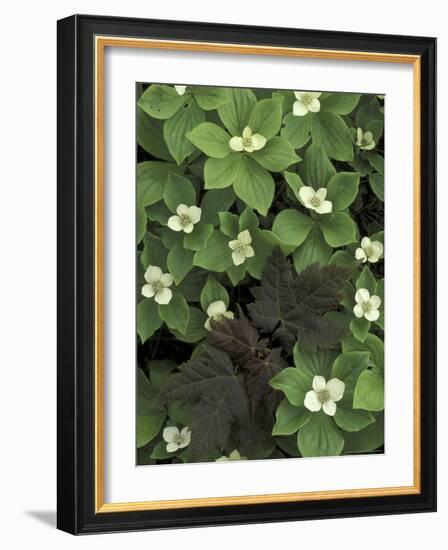 Maple Seedling in Bunchberry, Michigan, USA-Claudia Adams-Framed Photographic Print