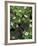 Maple Seedling in Bunchberry, Michigan, USA-Claudia Adams-Framed Photographic Print