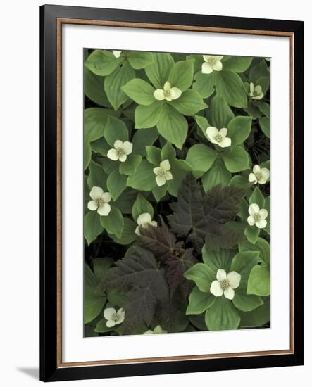 Maple Seedling in Bunchberry, Michigan, USA-Claudia Adams-Framed Photographic Print