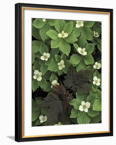 Maple Seedling in Bunchberry, Michigan, USA-Claudia Adams-Framed Photographic Print