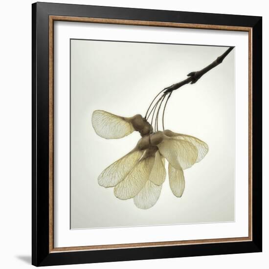 Maple Seedpods-David Lorenz Winston-Framed Art Print