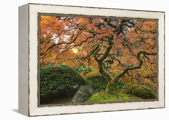 Maple tree at the Japanese Gardens in autumn in Portland, Oregon, USA-Chuck Haney-Framed Premier Image Canvas