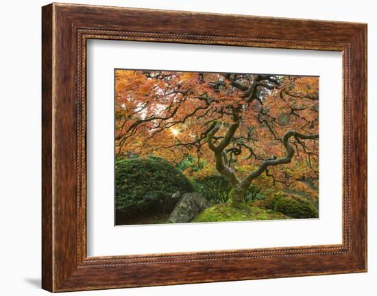 Maple tree at the Japanese Gardens in autumn in Portland, Oregon, USA-Chuck Haney-Framed Photographic Print