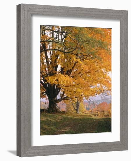 Maple Tree, Autumn-Thonig-Framed Photographic Print