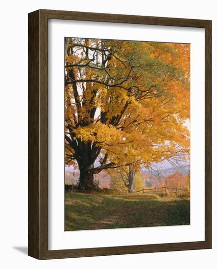 Maple Tree, Autumn-Thonig-Framed Photographic Print