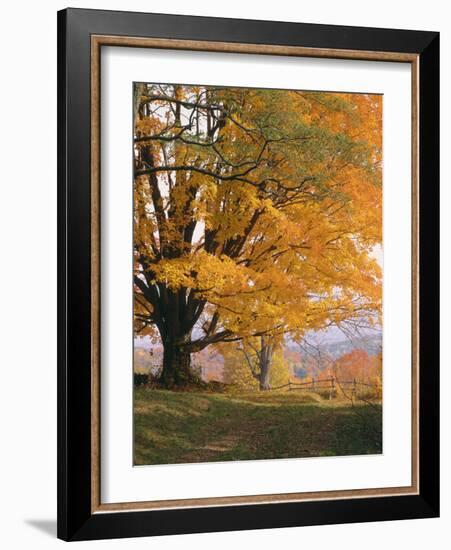 Maple Tree, Autumn-Thonig-Framed Photographic Print