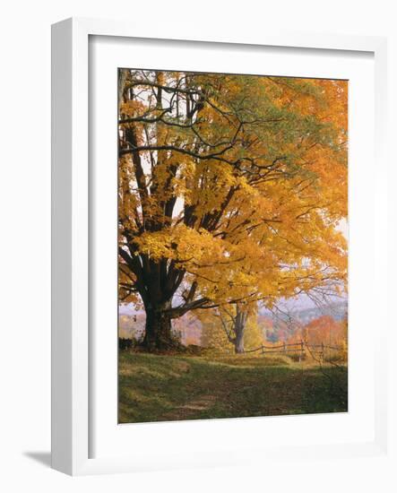 Maple Tree, Autumn-Thonig-Framed Photographic Print