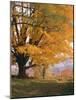 Maple Tree, Autumn-Thonig-Mounted Photographic Print