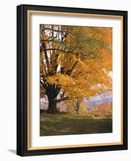 Maple Tree, Autumn-Thonig-Framed Photographic Print