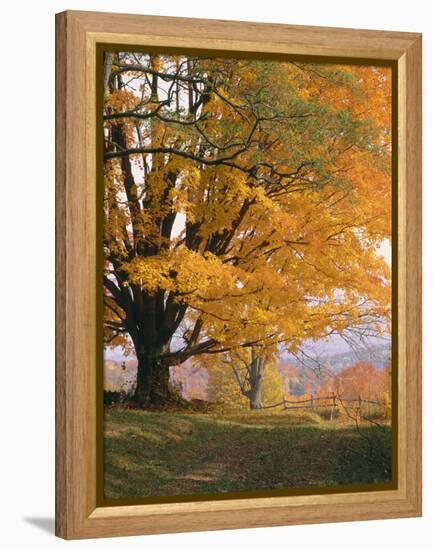 Maple Tree, Autumn-Thonig-Framed Premier Image Canvas