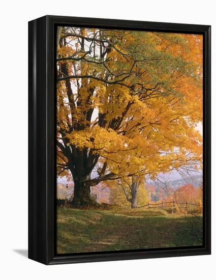 Maple Tree, Autumn-Thonig-Framed Premier Image Canvas