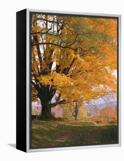 Maple Tree, Autumn-Thonig-Framed Premier Image Canvas