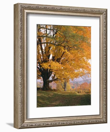 Maple Tree, Autumn-Thonig-Framed Photographic Print