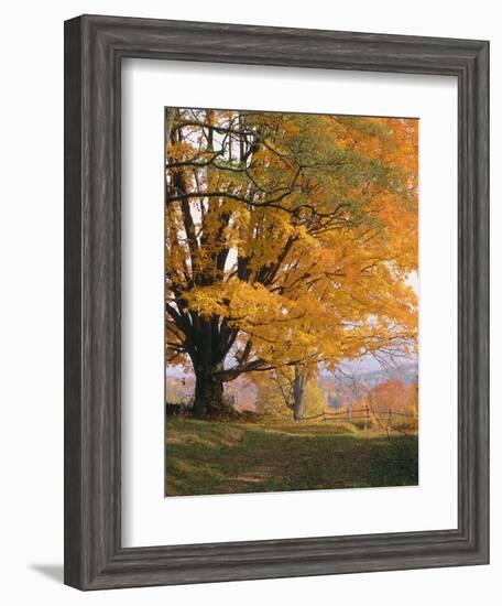 Maple Tree, Autumn-Thonig-Framed Photographic Print