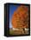 Maple Tree Beside Cornfield-Jim Craigmyle-Framed Premier Image Canvas