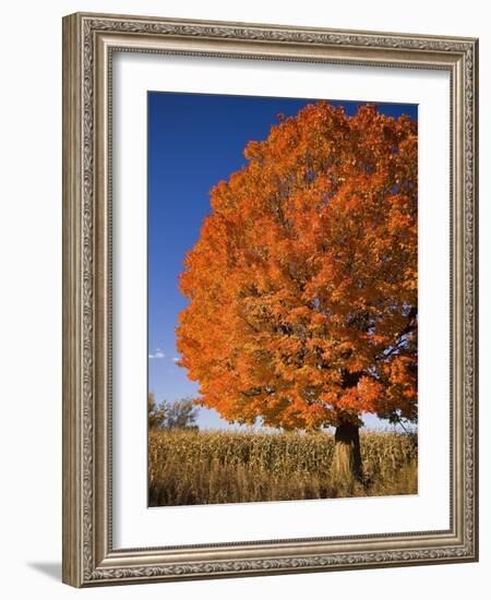 Maple Tree Beside Cornfield-Jim Craigmyle-Framed Photographic Print