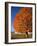 Maple Tree Beside Cornfield-Jim Craigmyle-Framed Photographic Print