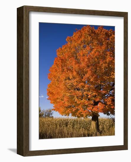 Maple Tree Beside Cornfield-Jim Craigmyle-Framed Photographic Print