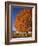 Maple Tree Beside Cornfield-Jim Craigmyle-Framed Photographic Print