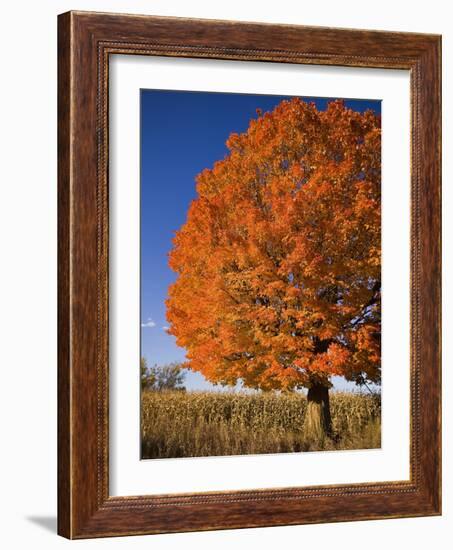 Maple Tree Beside Cornfield-Jim Craigmyle-Framed Photographic Print