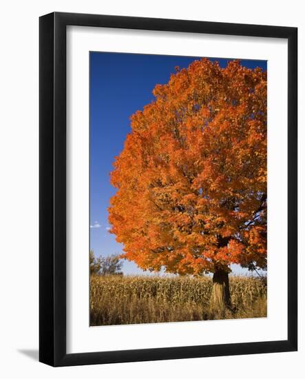 Maple Tree Beside Cornfield-Jim Craigmyle-Framed Photographic Print