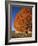 Maple Tree Beside Cornfield-Jim Craigmyle-Framed Photographic Print