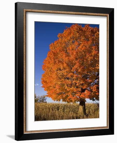 Maple Tree Beside Cornfield-Jim Craigmyle-Framed Photographic Print