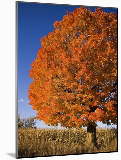 Maple Tree Beside Cornfield-Jim Craigmyle-Mounted Photographic Print