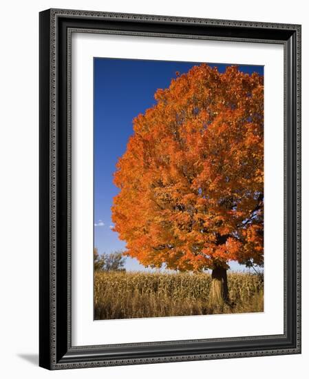 Maple Tree Beside Cornfield-Jim Craigmyle-Framed Photographic Print