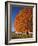 Maple Tree Beside Cornfield-Jim Craigmyle-Framed Photographic Print