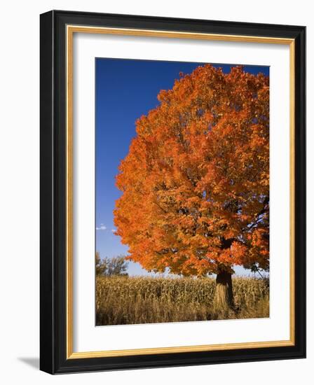 Maple Tree Beside Cornfield-Jim Craigmyle-Framed Photographic Print