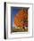 Maple Tree Beside Cornfield-Jim Craigmyle-Framed Photographic Print