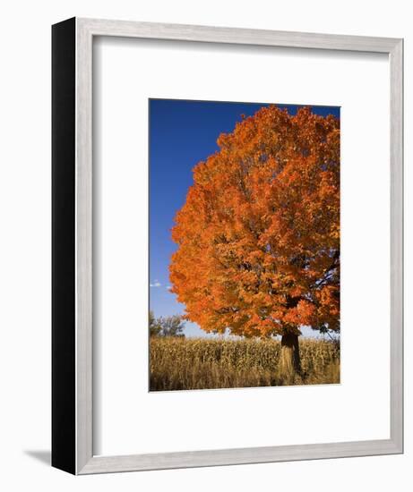 Maple Tree Beside Cornfield-Jim Craigmyle-Framed Photographic Print