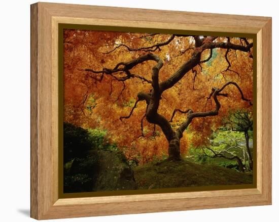 Maple Tree in Autumn-John McAnulty-Framed Premier Image Canvas