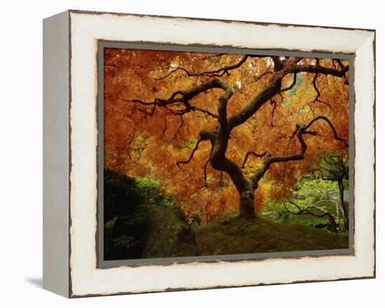 Maple Tree in Autumn-John McAnulty-Framed Premier Image Canvas