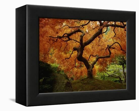 Maple Tree in Autumn-John McAnulty-Framed Premier Image Canvas